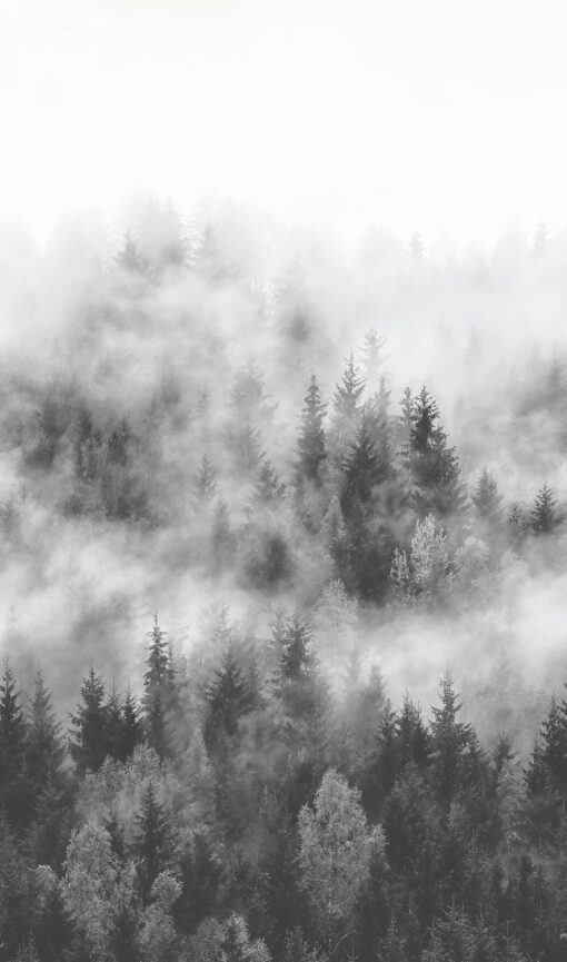 Fototapeta Marburg Smart Art Easy 47268 las mgła