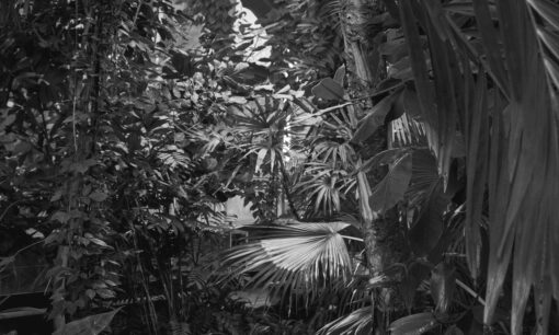 Fototapeta  Double Room Botanic Garden 023403 liście palmy