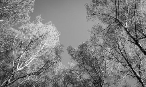 Fototapeta Double Room Trees On Sky 023302 drzewa