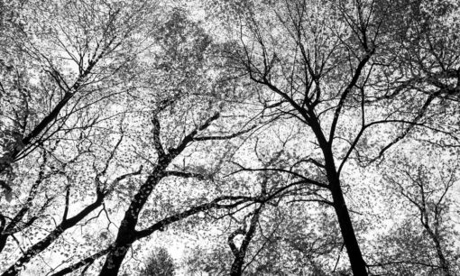 Fototapeta Double Room Trees On Sky 023303 drzewa
