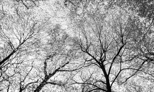 Fototapeta Double Room Trees On Sky 023305 drzewa